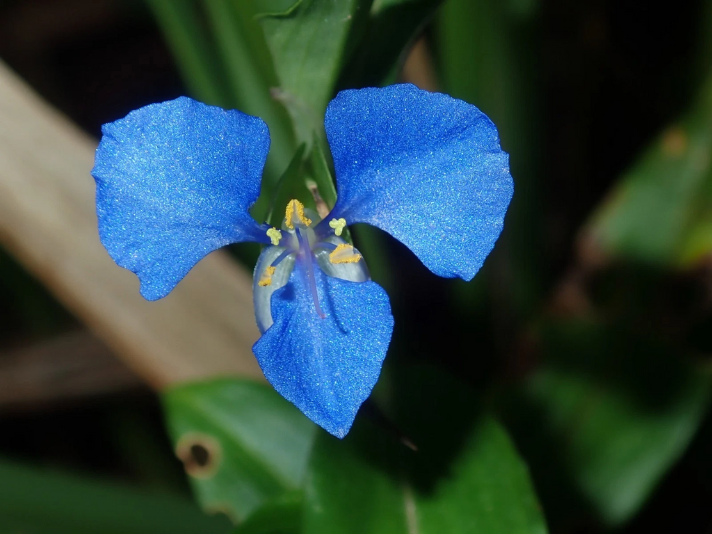 Commelina cyanea Spiderwort Fresh Cuttings - Unrooted Trailing Houseplant, Easy Propagation