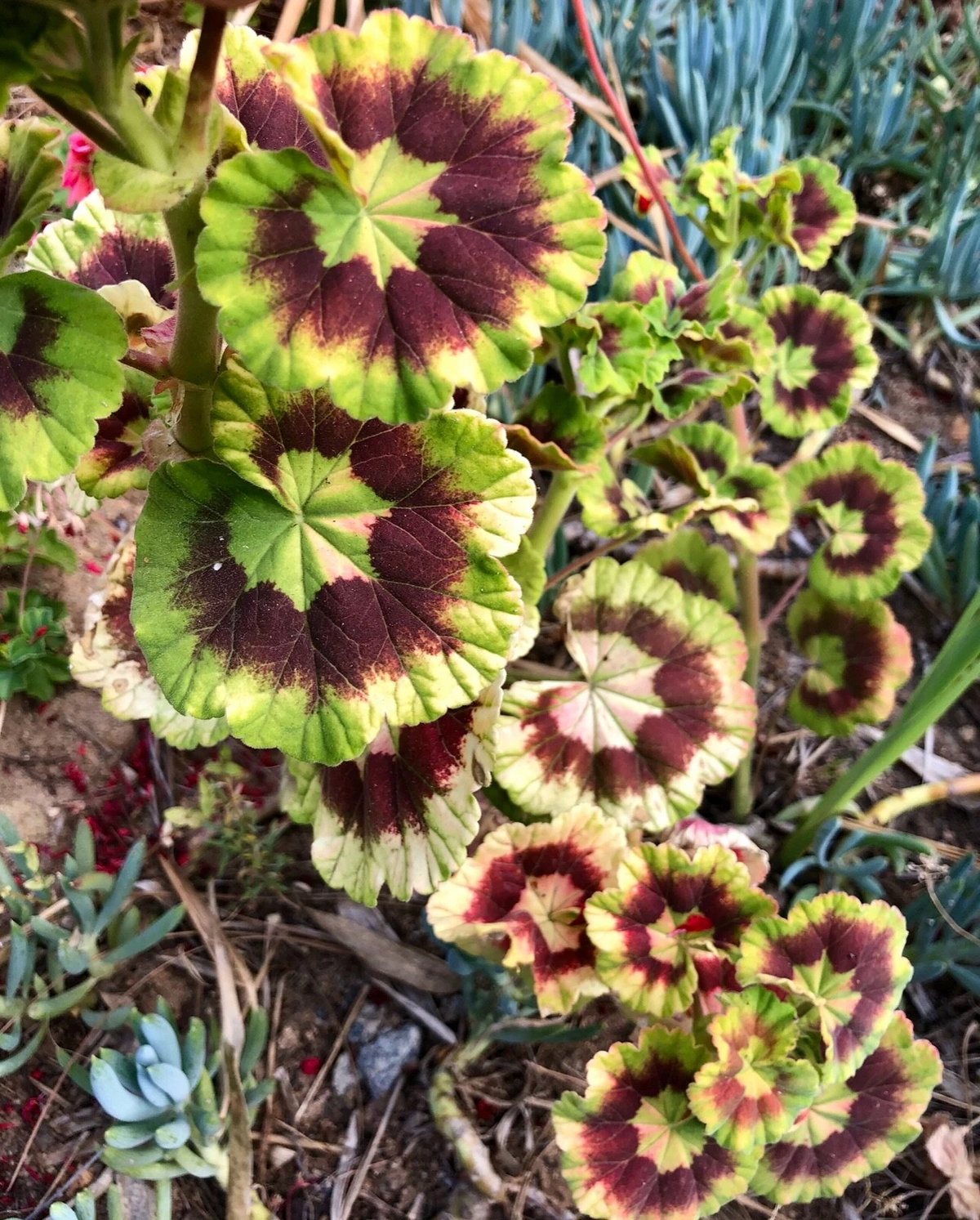 Rare Variegated Pelargonium Zonal Geranium 6" Live Starter Cutting