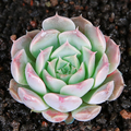 Echeveria 'Gilo' Succulent - Fully Rooted 2-Inch Starter Pot