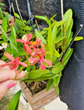 Epidendrum radicans Pink Reed-Stem Orchid Rooted Cutting - Full Sun