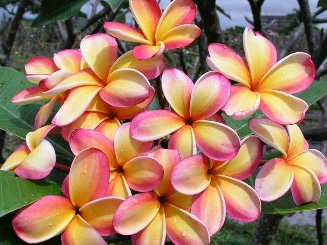 Rainbow Plumeria Cutting – 9–14" Unrooted Frangipani Cutting