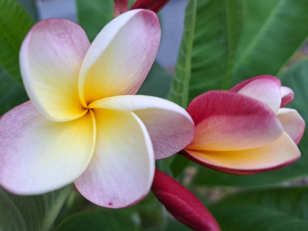Plumeria rubra Frangipani – 2 Unrooted 10–12" Cuttings for Propagation