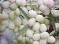 White Olive Tree Cuttings – 3 Pack Olea europaea for Rooting or Grafting