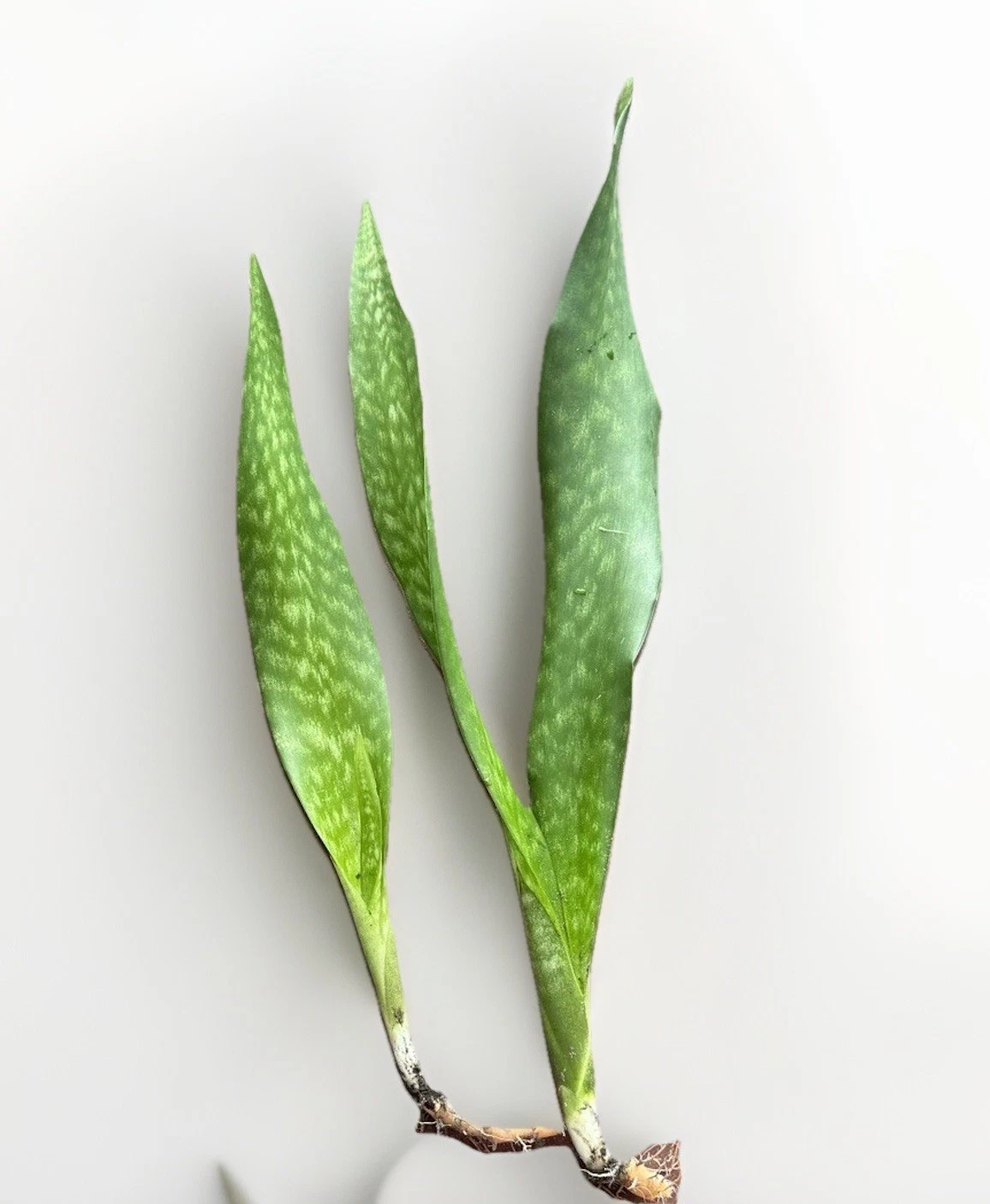 Snake Plant Rooted Set (Dracaena trifasciata) – Starter Segments, Ready to Pot