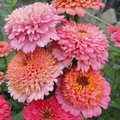 Cupcake Zinnia Seeds – Annual Decorative Cut Flower, Mixed Colors