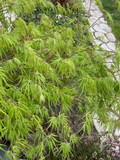 Japanese Dwarf Maple Tree Cuttings - 6 Fresh 6-Inch Cuttings for Rooting or Grafting