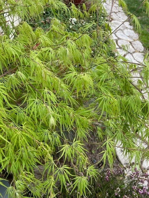 Japanese Dwarf Maple Tree Cuttings - 6 Fresh 6-Inch Cuttings for Rooting or Grafting