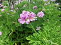 Citronella Pelargonium Cuttings - 3 Lemon-Scented Geranium Stems with Pink Flowers
