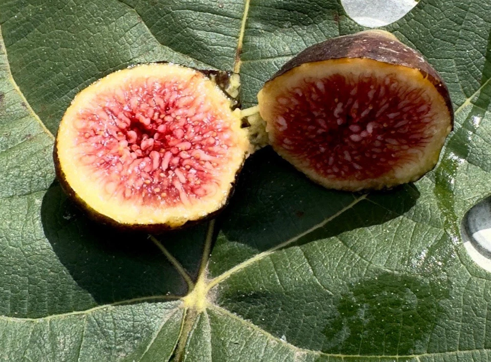 Brown Turkey Fig Cuttings (8 Unrooted) Ficus carica - Propagation Material