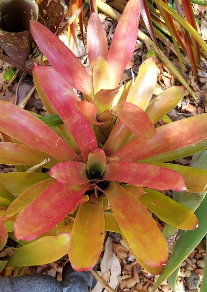 Neoregelia 'Super Fireball' Bromeliad Live Plant - Compact Red Variety for Pots & Gardens