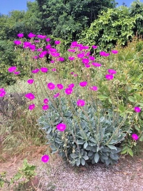 Rock Purslane Cuttings (Calandrinia spectabilis) – 6 Live Cuttings, Magenta-Purple Blooms, Drought-Tolerant Succulent Perennial