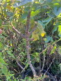 Bordissot Rossa Fig Tree Cuttings – 3 Unrooted Ficus carica Stems for Propagation