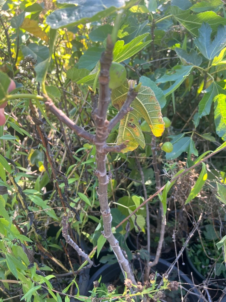 Bordissot Rossa Fig Tree Cuttings – 3 Unrooted Ficus carica Stems for Propagation