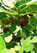 Hardy Chicago Fig Tree Cuttings – 3 Unrooted Ficus carica Propagation Cuttings