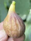 Celeste Fig Cutting (Unrooted) Ficus carica - 8+ In., 3+ Nodes