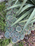 Echeveria secunda Cuttings — 5-Pack, 3-Inch Rosette Succulents