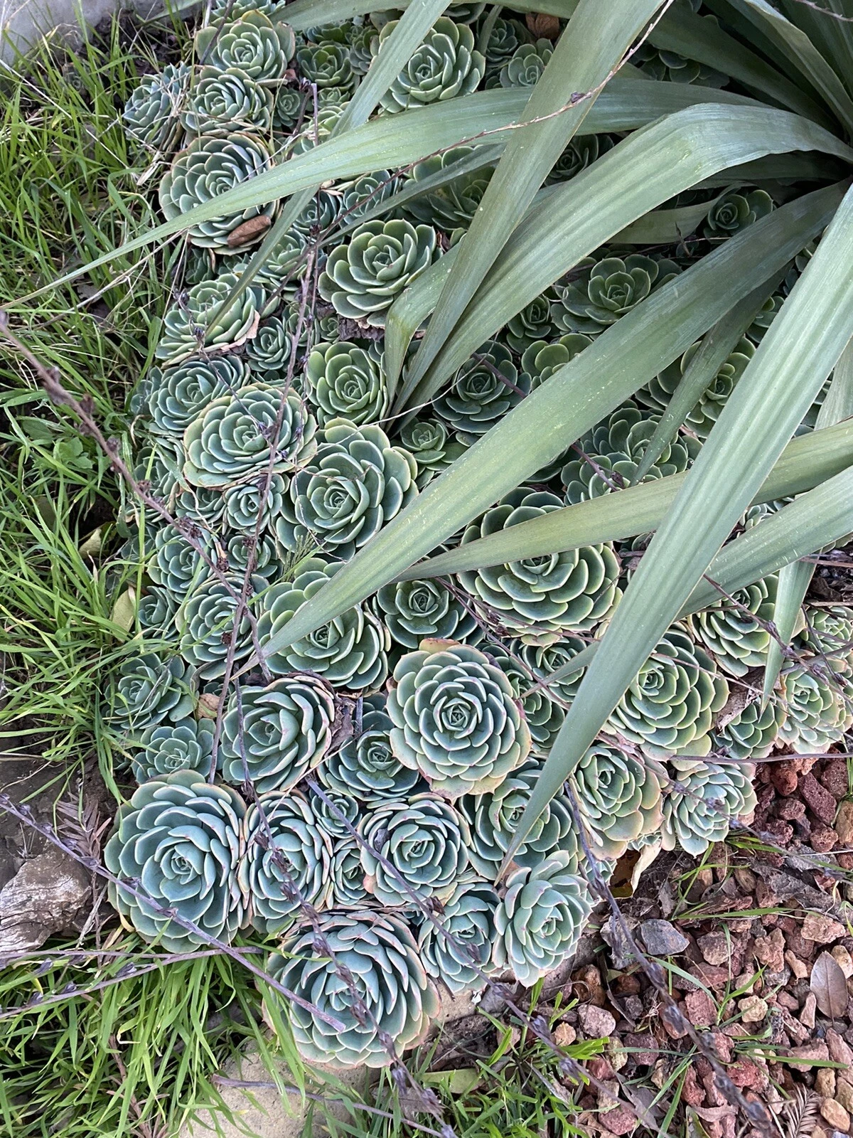 Echeveria secunda Cuttings — 5-Pack, 3-Inch Rosette Succulents