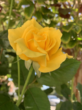 Radiant Perfume Rose - 5 Unrooted Cuttings (Yellow) for Propagation