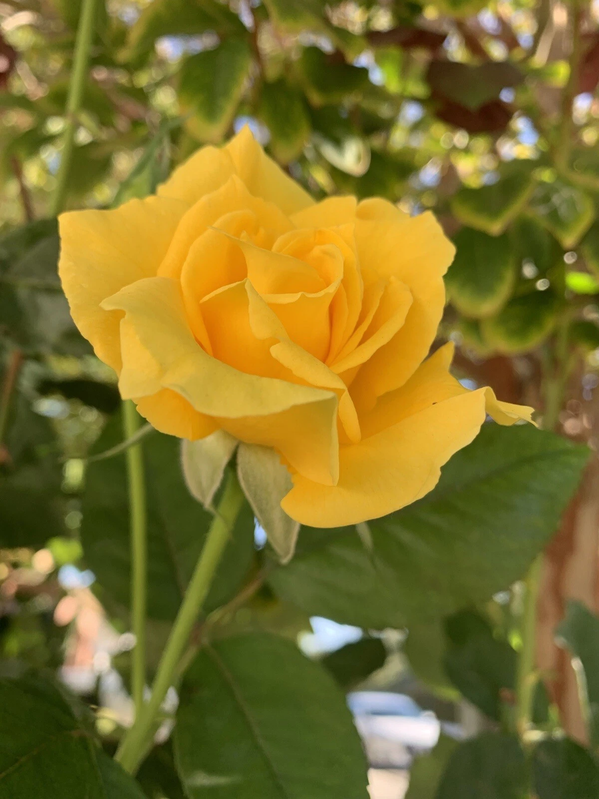 Radiant Perfume Rose - 5 Unrooted Cuttings (Yellow) for Propagation