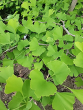 Ginkgo Biloba Leaves - 150 Fresh Leaves for Crafts, Resin Art, Pressing & Decor