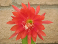 Epiphyllum Orchid Cactus Cutting - Unrooted, Orange-Red Bloom