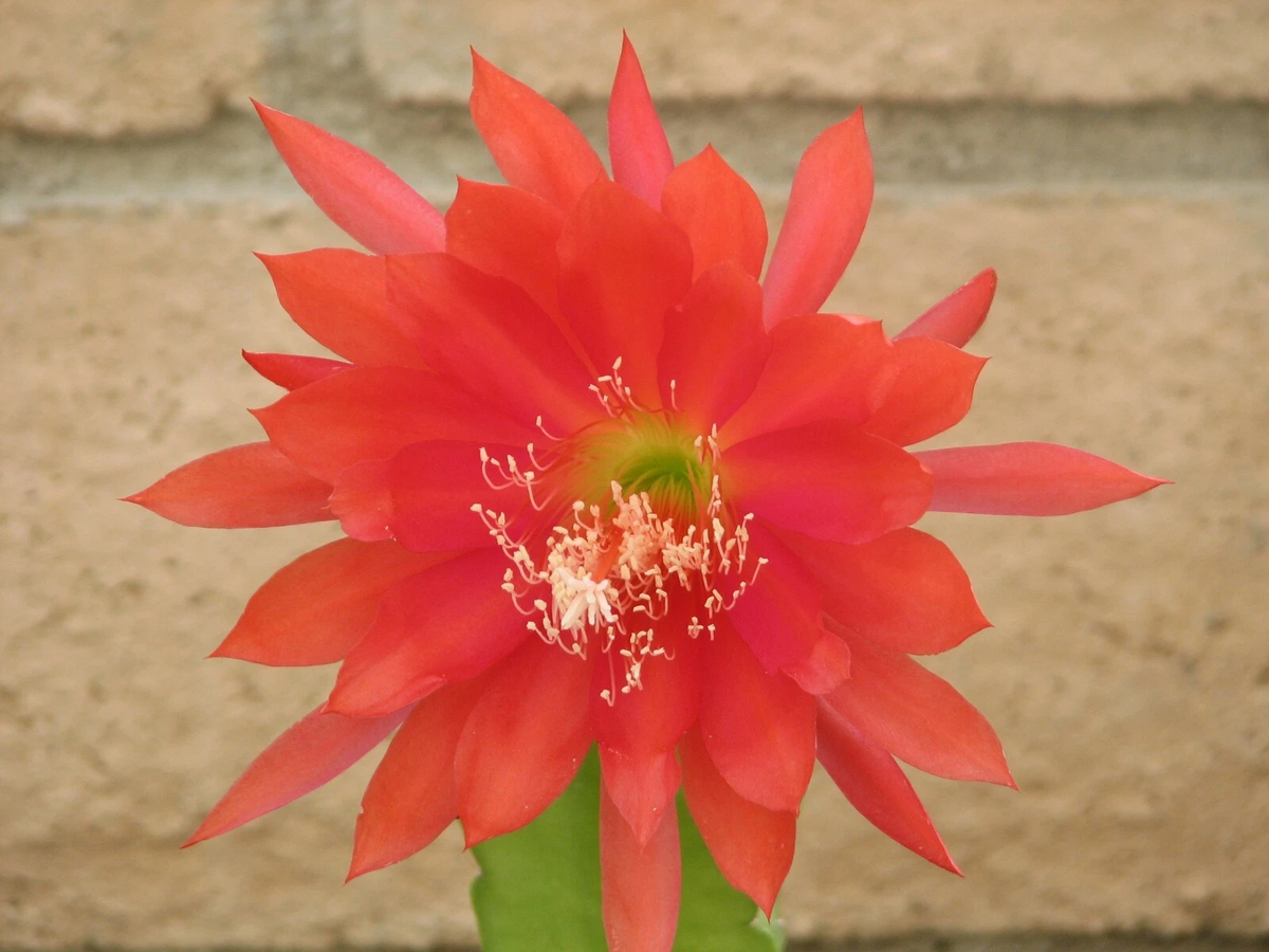 Epiphyllum Orchid Cactus Cutting - Unrooted, Orange-Red Bloom
