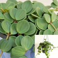 Peperomia Hope Cuttings - 15 Unrooted 6" Stems for Trailing Indoor Display