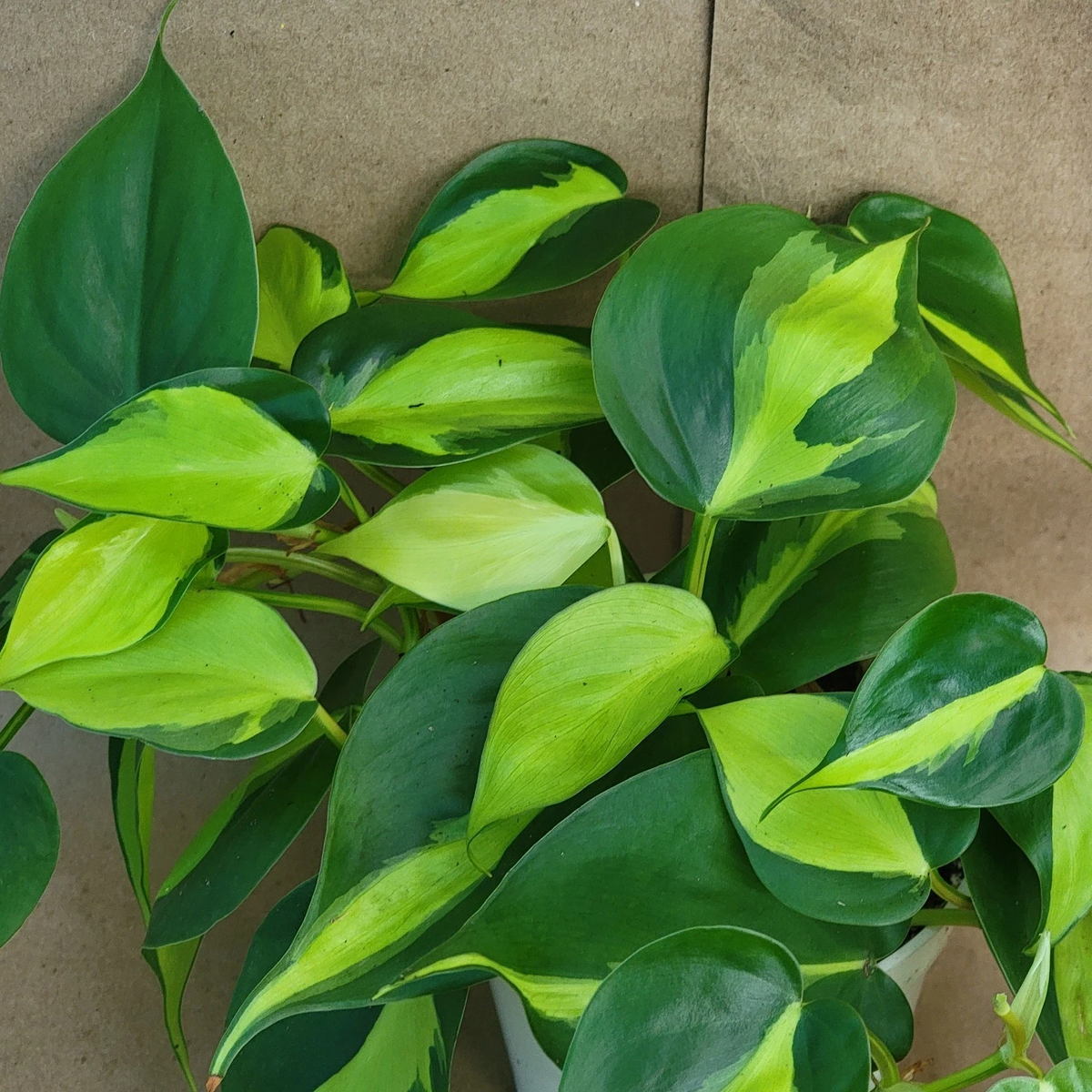 Philodendron Brasil – Live 3-Inch Pot, Variegated Philodendron hederaceum 'Brasil' (Brasil) - Trailing, Easy-Care Indoor Plant