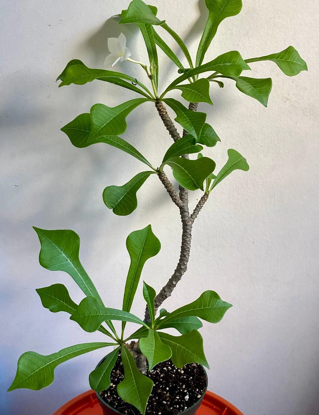 Plumeria Pudica Live Plant - 6 Inch Potted Tropical White-Flowering Starter