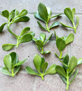 Jade Plant Cuttings – 5 Crassula ovata Unrooted Stem Cuttings 3–5 in