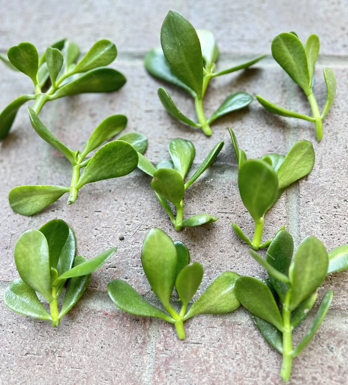Jade Plant Cuttings – 5 Crassula ovata Unrooted Stem Cuttings 3–5 in