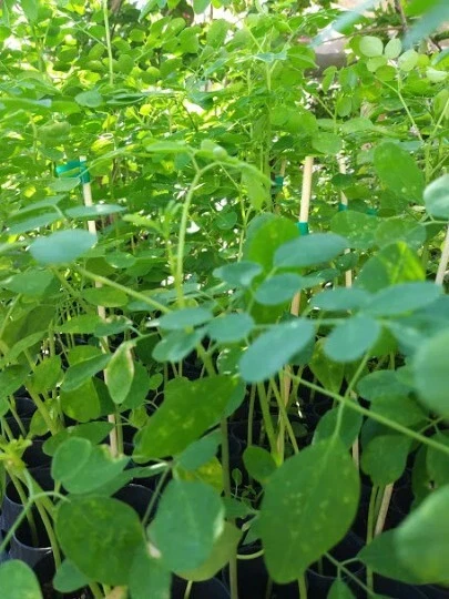 Moringa oleifera Seeds – 50 Fresh Drumstick Tree Seeds for Warm-Climate Gardens