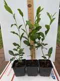 Camellia sinensis Tea Plant Starter - 5L Pot, Live Unrooted? Actually rooted starter plant