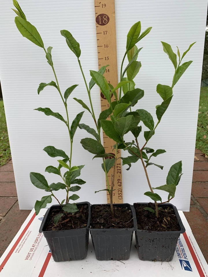Camellia sinensis Tea Plant Starter - 5L Pot, Live Unrooted? Actually rooted starter plant