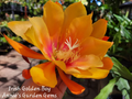 Epiphyllum Irish Golden Boy Cutting – Unrooted Orchid Cactus 8–10"