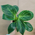Philodendron Birkin – Variegated 4" Pot | Ready-to-Grow Indoor Plant