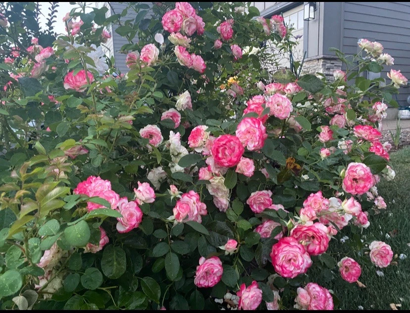 Cherry Parfait Rose Cuttings – 3 Unrooted Grandiflora Stems, 5–8"