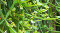 Cissus quadrangularis Cutting (Veldt Grape) – 12-Inch Unrooted Cutting, Succulent Climber