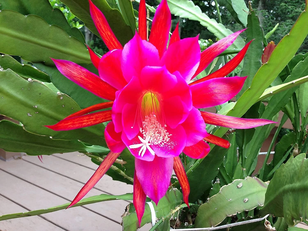 Rosy Swirl Epiphyllum Cuttings + Bonus Small Cutting | Orchid Cactus Starter Stems Ready to Root
