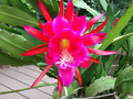 Rosy Swirl Epiphyllum Cuttings + Bonus Small Cutting | Orchid Cactus Starter Stems Ready to Root