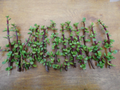 Portulacaria afra Cuttings for Planting – Lot of 12 Unrooted 6-Inch Spekboom Cuttings