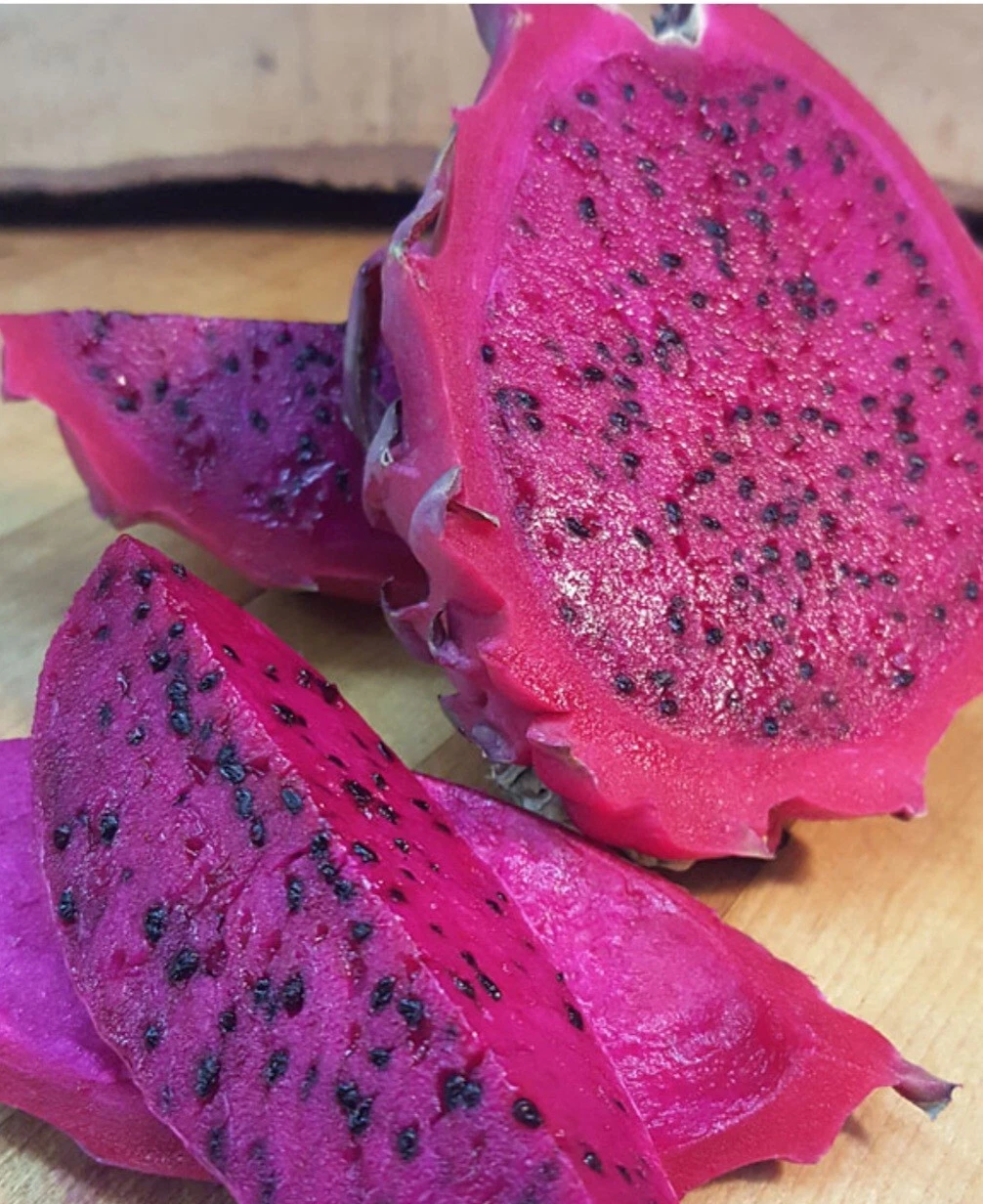 Dragon Fruit Cuttings - Unrooted Pitaya Cactus Live Cuttings for Propagation