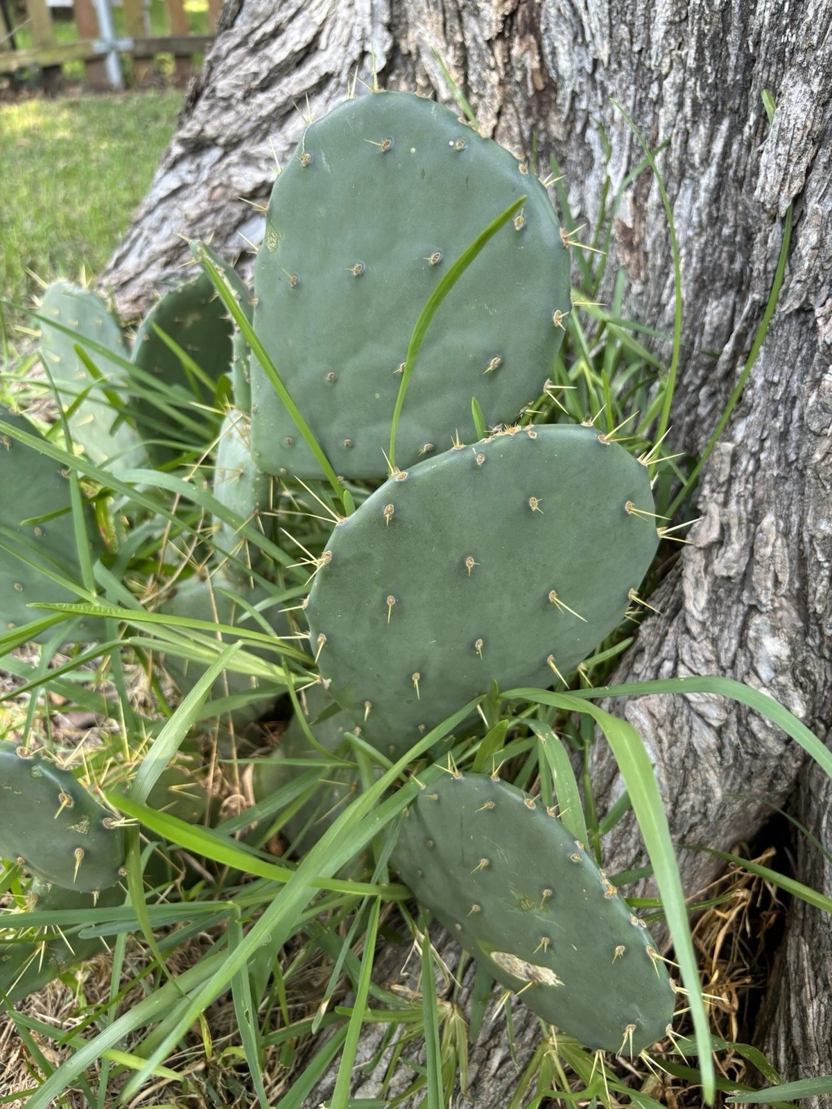 Opuntia engelmannii Cactus Pads – 3 Red Fruit Prickly Pear Cuttings