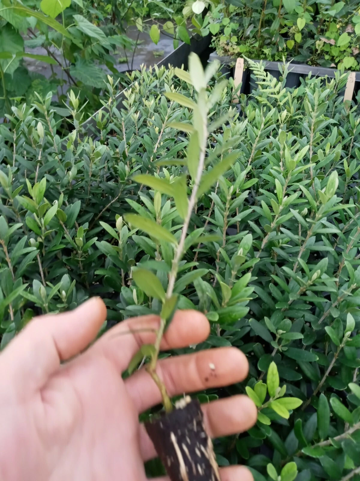 Arbequina Olive Tree Starter Plant — Olea europaea, 1 Live Starter Plant