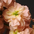 Stock Katz Apricot Seeds – Matthiola incana (1,000 seeds) Apricot Flower Seeds