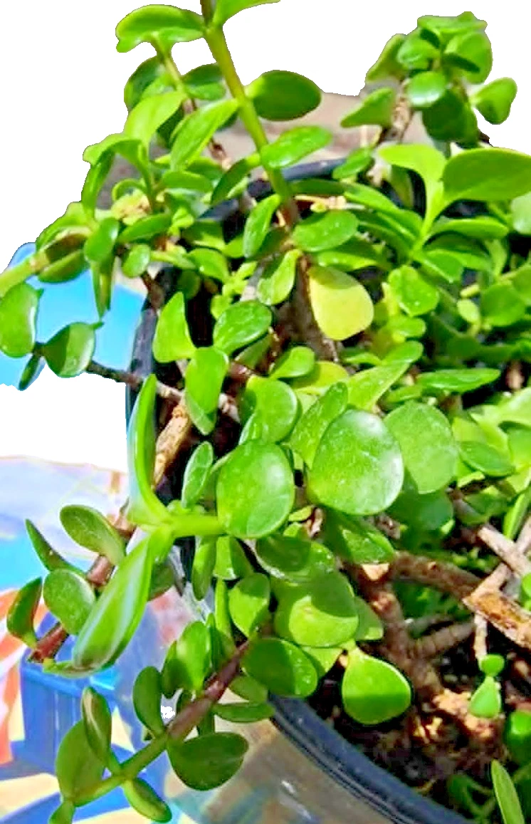 Elephant Bush Succulent Cuttings – 3 Portulacaria afra Unrooted Stems for Propagation