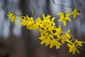 Forsythia Cuttings - 12 Unrooted 6–8" Propagation Stems for Spring Shrub