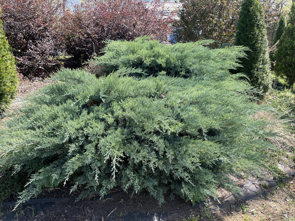 Grey Owl Juniper Cuttings – 10 Fresh 5–7 in Evergreen Stems for Rooting