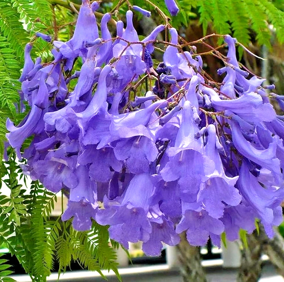 Blue Jacaranda Tree Jacaranda mimosifolia 1-Year-Old Starter Plant – 8–10" Live