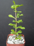 Pereskia portulacifolia – Rare Caudex Cactus Starter Plant, 2-Inch